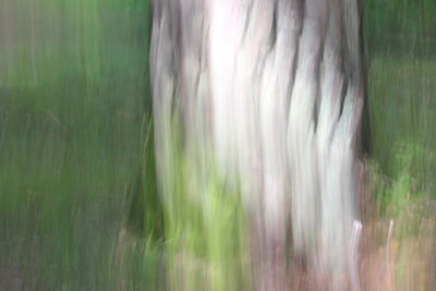 Close-up of tree trunk in forest