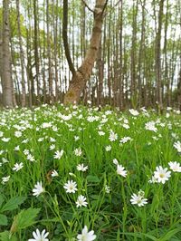 View of flowering plants growing on field