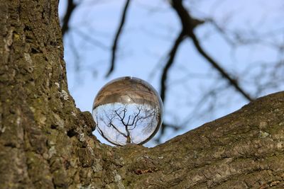 Low angle view of crystal ball on tree trunk against sky