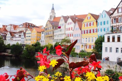 Close-up of flowers by river in city