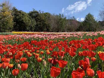 Red tulips in field against sky