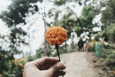 Cropped image of hand holding flower with trees in background