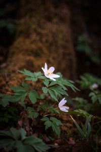 Close-up of white flowering plant