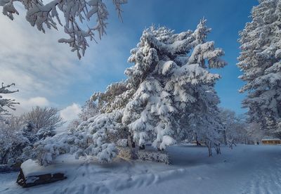 Frozen trees against sky during winter