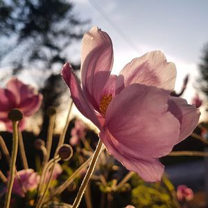 Close-up of pink flowering plants against sky