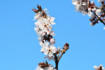 White flowers on a plum tree.