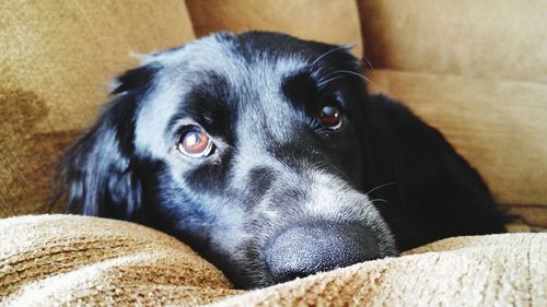 Close-up portrait of black dog relaxing at home