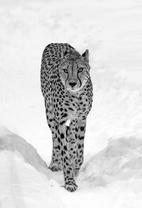 Portrait of cheetah walking on snowy landscape