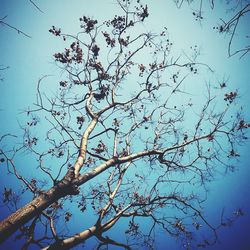 Low angle view of bare tree against blue sky