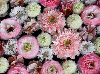 High angle view of pink flowering plants