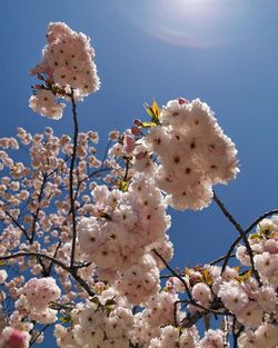 Low angle view of cherry blossoms in spring