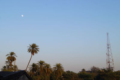 Low angle view of palm trees against clear sky