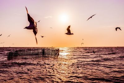 Silhouette birds flying over sea against sky during sunset