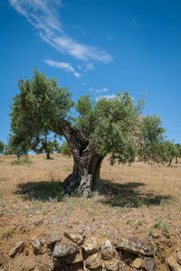 Tree on field against sky