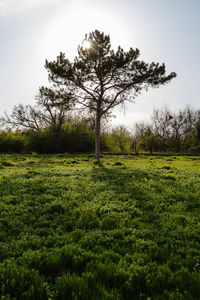 Trees on field against sky