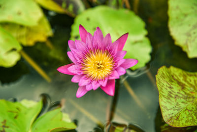 Close-up of pink lotus water lily in pond