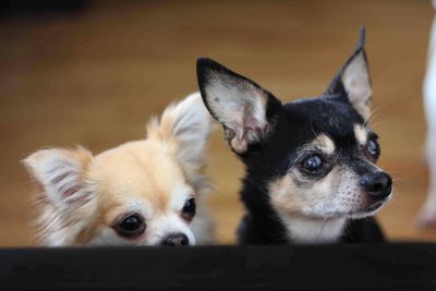 Chihuahua dogs 
