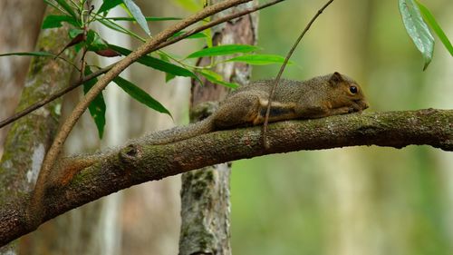 Close-up of squirrel on tree