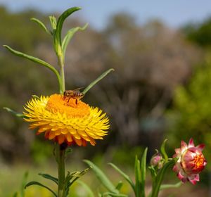 Close-up of butterfly pollinating on flower