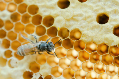 Close-up of bee on leaf