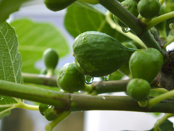 Close-up of fruit growing on tree