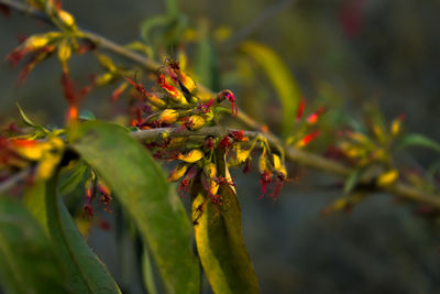 Close-up of berries on plant