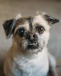 Close-up portrait of dog