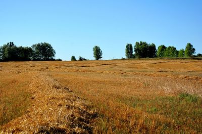 Scenic view of trees on field against clear blue sky