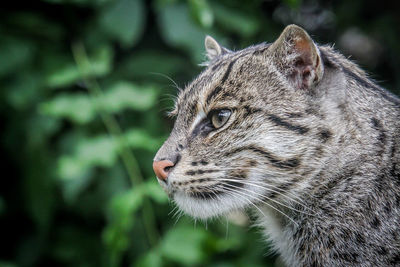 Close-up of a cat looking away