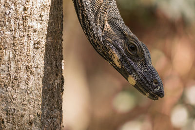 Close-up of lizard on tree trunk