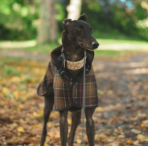 Dog standing in park