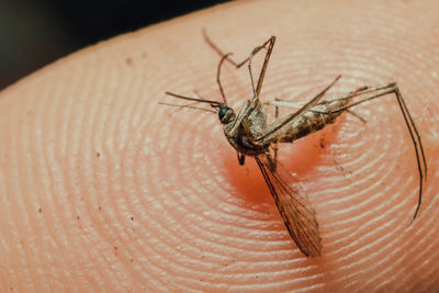 Close-up of insect on hand