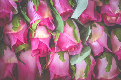 Close-up of pink roses