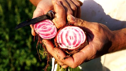 Midsection of man holding beetroot 