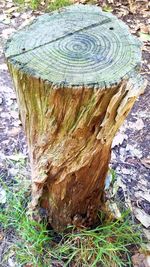 High angle view of tree stump on field