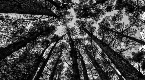 Low angle view of trees in forest