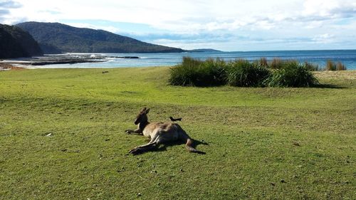 Dog on field by sea against sky