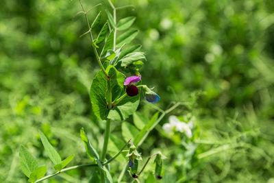 Close-up of purple flowering plant