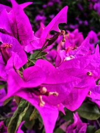 Close-up of purple bougainvillea blooming outdoors