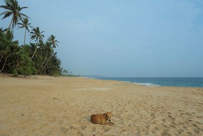 Dog relaxing on beach against sky