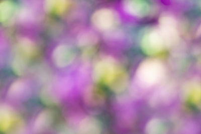 Full frame shot of purple flowering plants