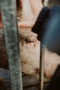 Close-up of pig