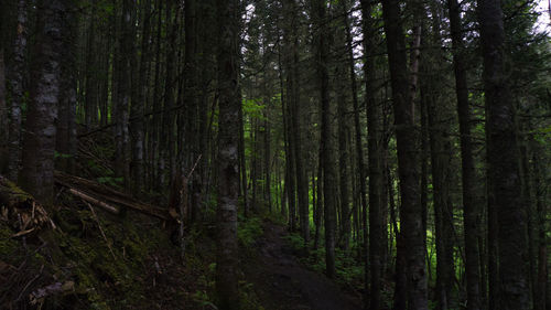 Panoramic shot of trees in forest