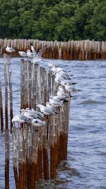 Panoramic shot of bird on wooden post in lake