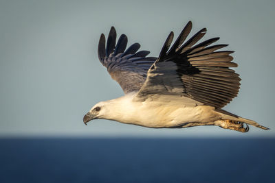 Close-up of bird