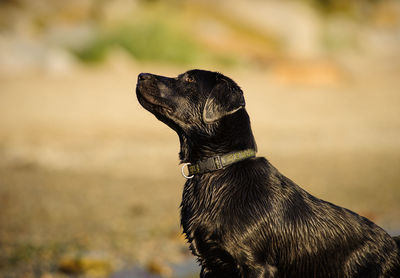 Close-up of black dog