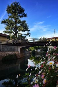 Reflection of trees in water