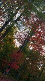 Low angle view of tree