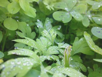 Close-up of wet plants