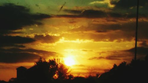 Silhouette of trees at sunset